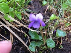 Viola langsdorffii