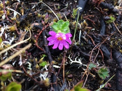 Primula cuneifolia
