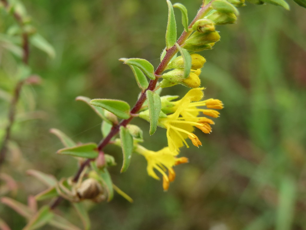 Odontites amarilla