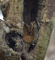 Otus bakkamoena