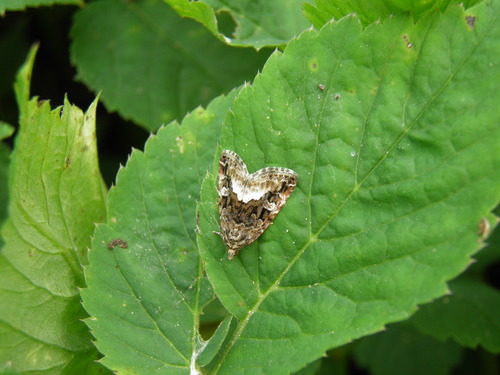 Juodbaltis Pelėdgalviukas