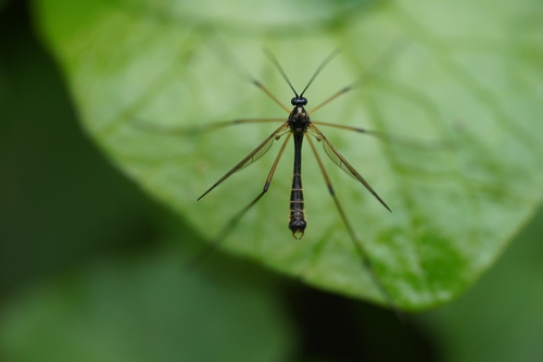 Ptychoptera scutellaris