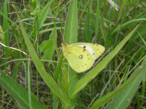 Pale Clouded Yellow