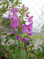 Chamaenerion angustifolium