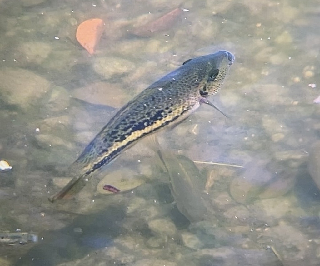 Red speck cichlid (Vieja bifasciata) — Cichlidae