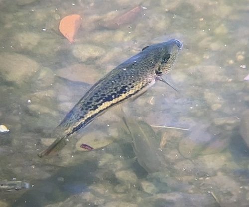 Red speck cichlid (Vieja bifasciata) — Cichlidae
