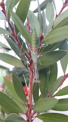 Stagmomantis limbata