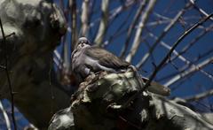 Streptopelia decaocto