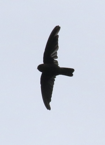 Polynesian Swiftlet (Aerodramus leucophaeus), photo 7