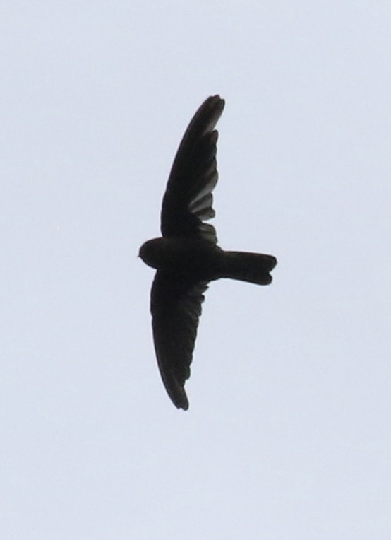 Polynesian Swiftlet (Aerodramus leucophaeus), photo 7