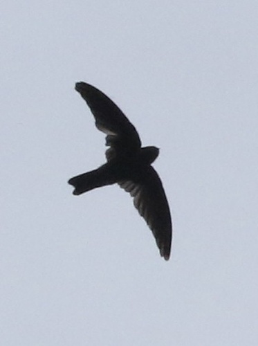Polynesian Swiftlet (Aerodramus leucophaeus), photo 8