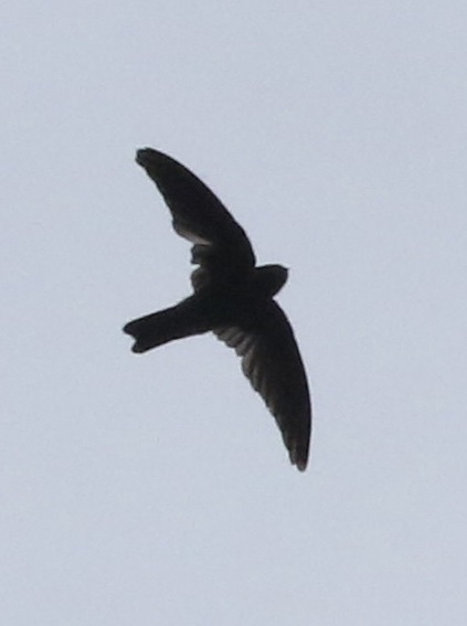Polynesian Swiftlet (Aerodramus leucophaeus), photo 8