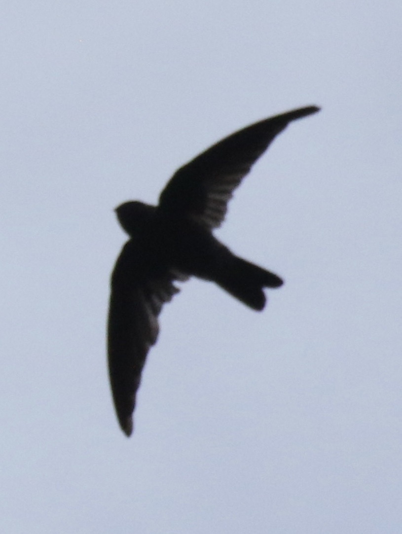 Polynesian Swiftlet (Aerodramus leucophaeus), photo 9