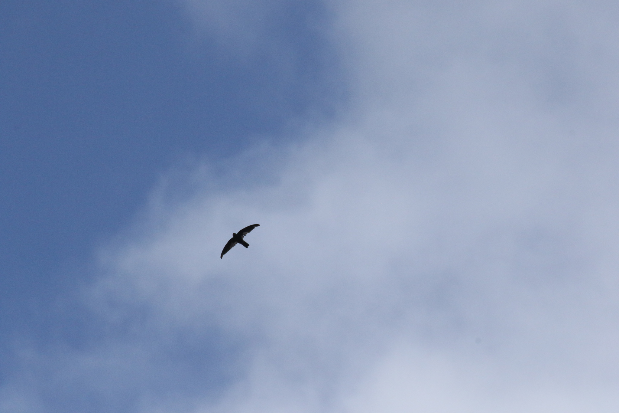 Polynesian Swiftlet (Aerodramus leucophaeus), photo 10