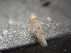 Atanus perspicillatus