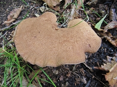 Albatrellaceae