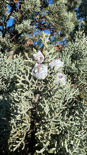 Smooth Arizona cypress (Hesperocyparis glabra)