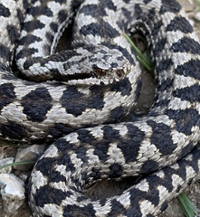 Vipera aspis zinnikeri