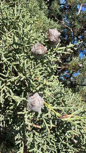 Smooth Arizona cypress (Hesperocyparis glabra)