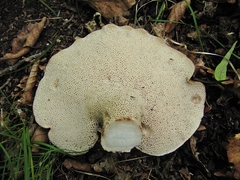 Albatrellaceae