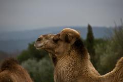 Camelus dromedarius