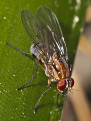 Helinomydaea fuscoflava