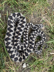 Vipera aspis zinnikeri