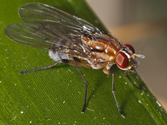 Helinomydaea fuscoflava