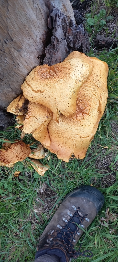 Gymnopilus junonius · April 2025 · photo: © lobotaniser (iNaturalist, cc-by-nc)