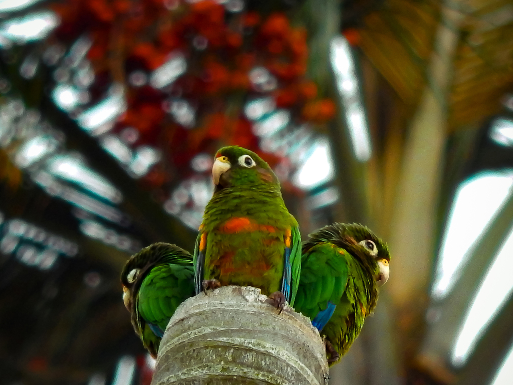 Pyrrhura Parakeets
