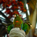 Pyrrhura Parakeets - Photo (c) Khristian Venegas Valencia, some rights reserved (CC BY-NC), uploaded by Khristian Venegas Valencia