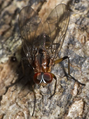 Helinomydaea fuscoflava
