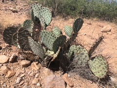 Opuntia macrocentra