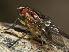 Helinomydaea fuscoflava