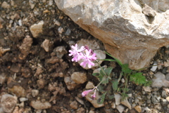 Silene aegyptiaca