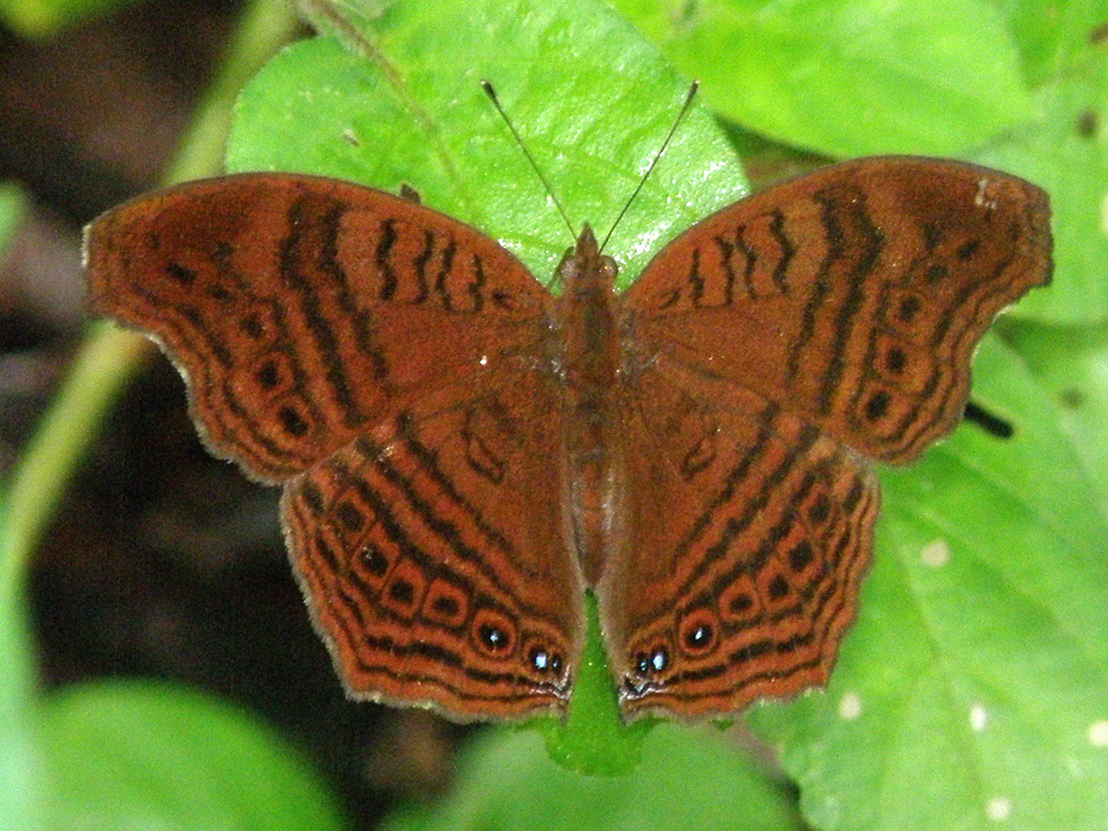 Gregori’s Brown Pansy