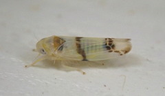 Empoa casta