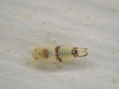 Empoa casta