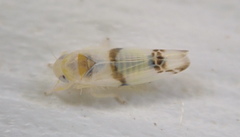 Empoa casta