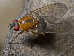 Helinomydaea flavofusca