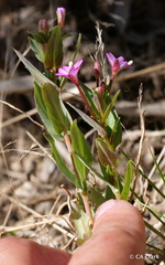 Epilobium glaberrimum