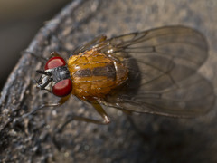 Helinomydaea flavofusca