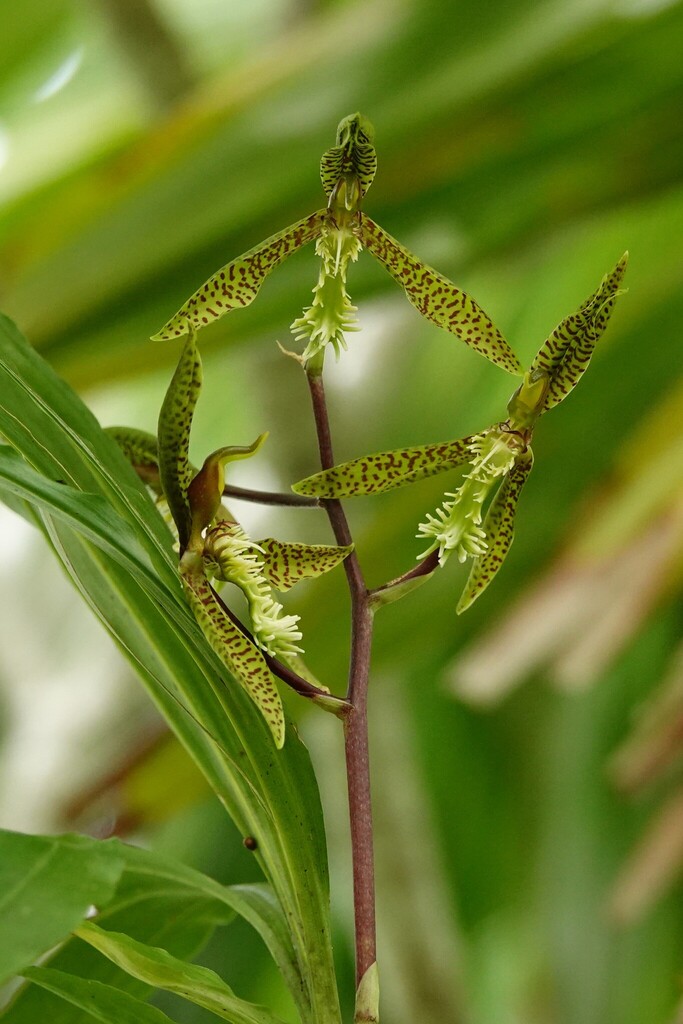Foto de Catasetum barbatum é popularmente conhecida como "catasetum"