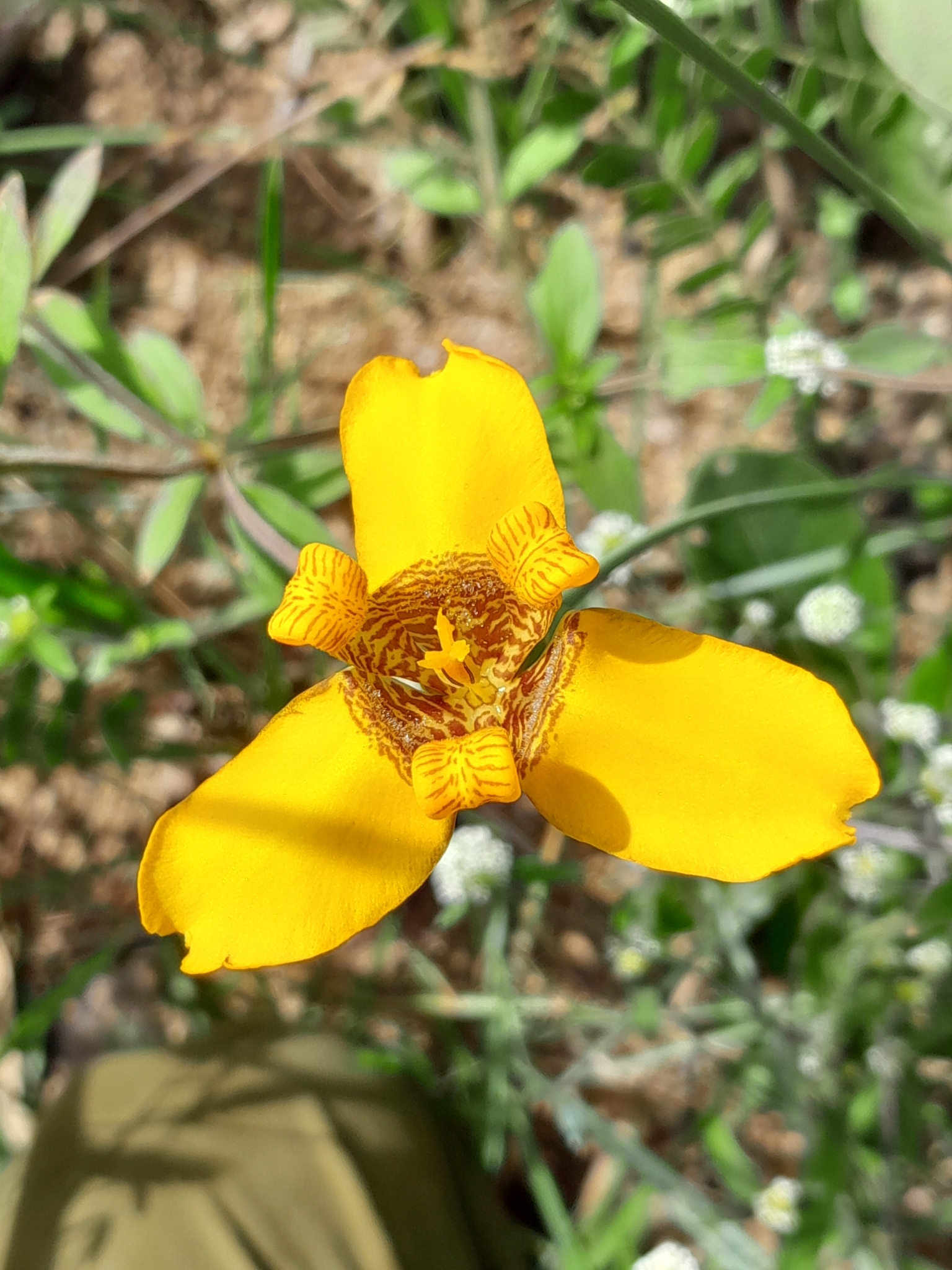 Trimezia juncifolia