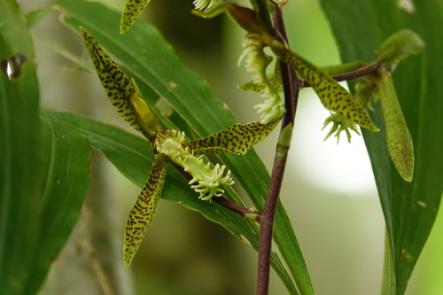Foto de Catasetum barbatum é popularmente conhecida como "catasetum"