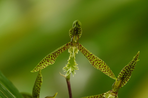 Foto de Catasetum barbatum é popularmente conhecida como "catasetum"