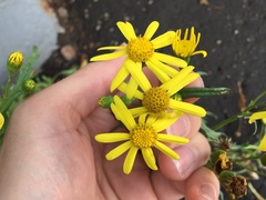 Jacobaea vulgaris