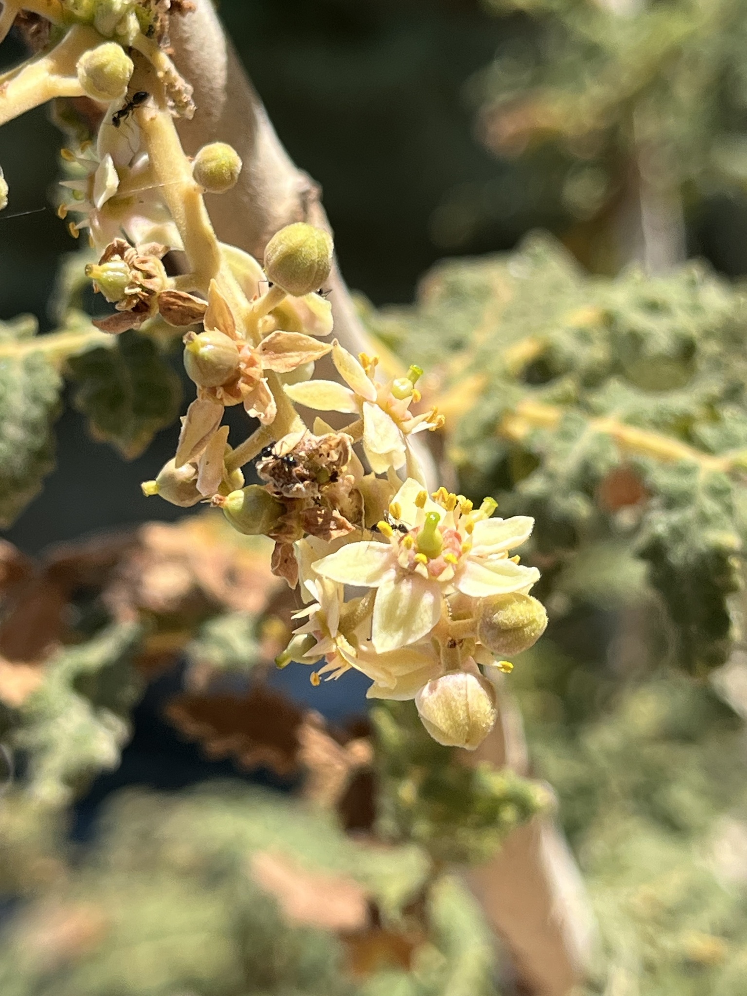 Boswellia bullata Thulin