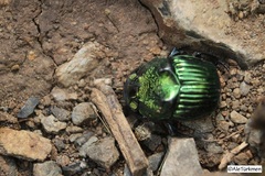 Phanaeus amithaon