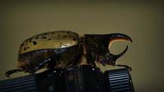Dynastes hyllus